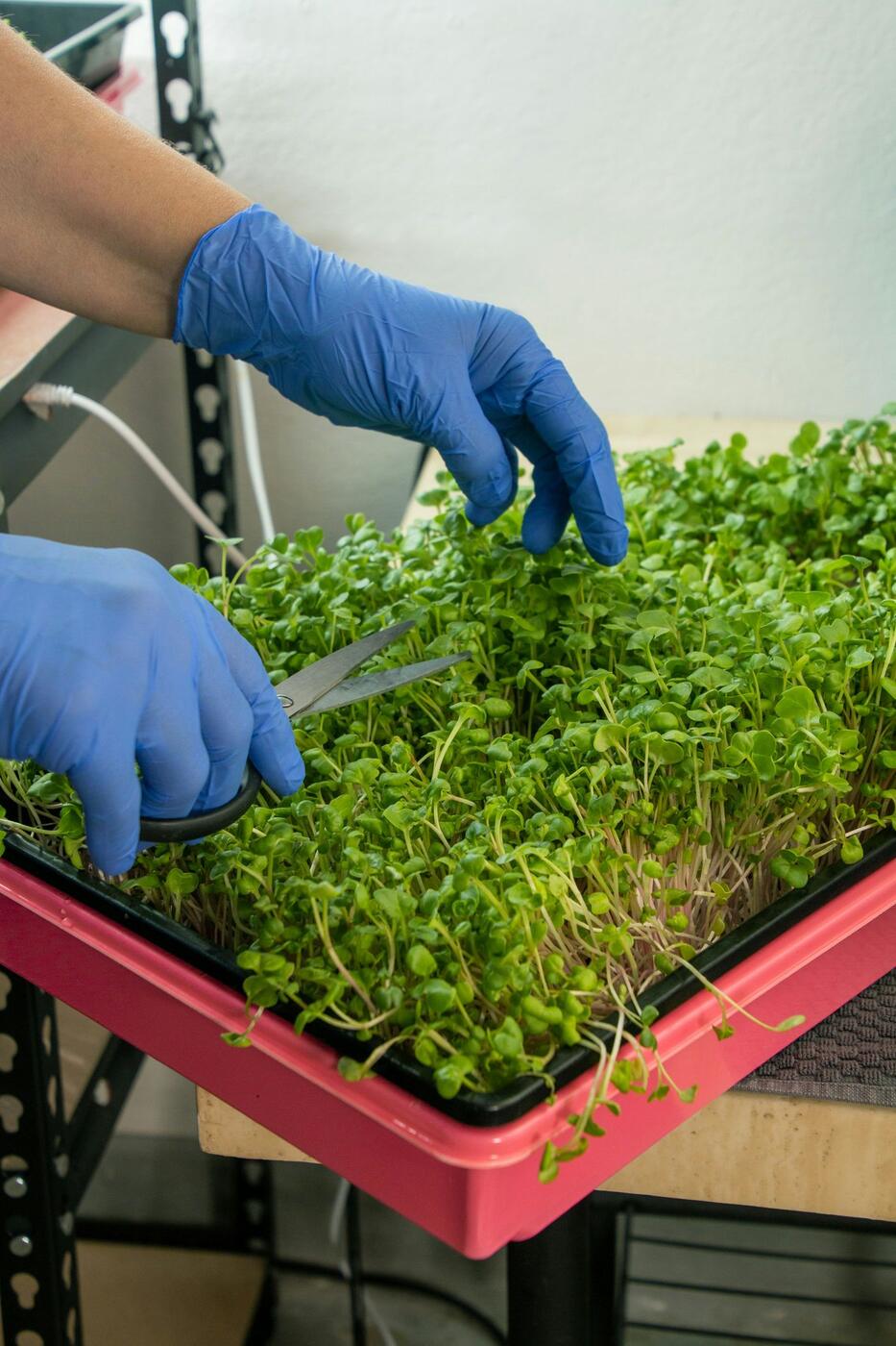Basil microgreens