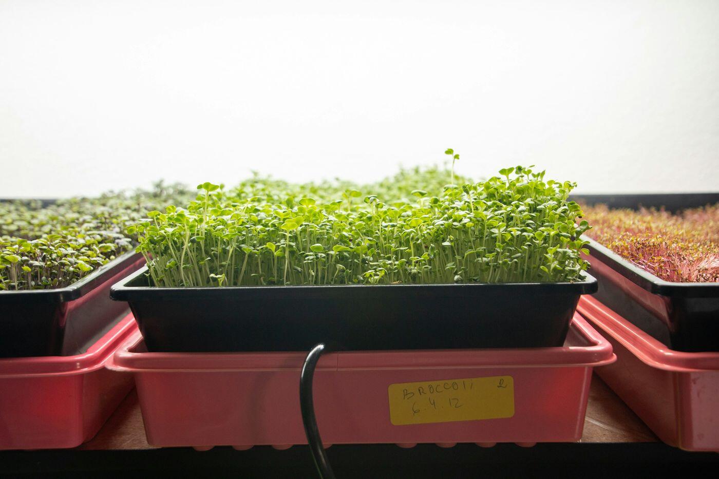 Broccoli microgreens