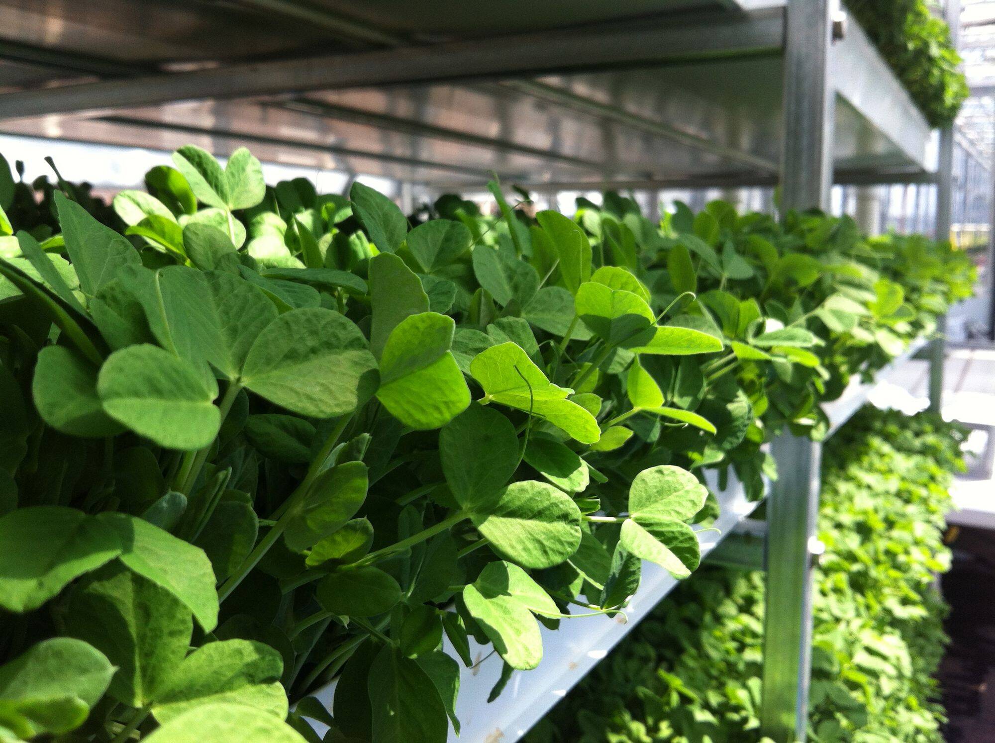 Pea shoots growing in a tray