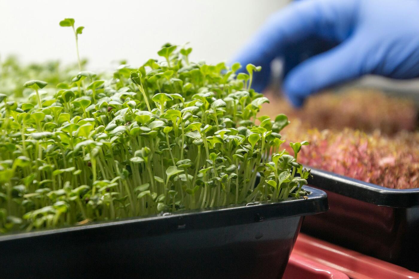 Pea Shoots microgreens