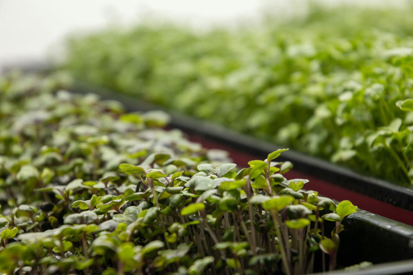 Rambo Radish microgreens