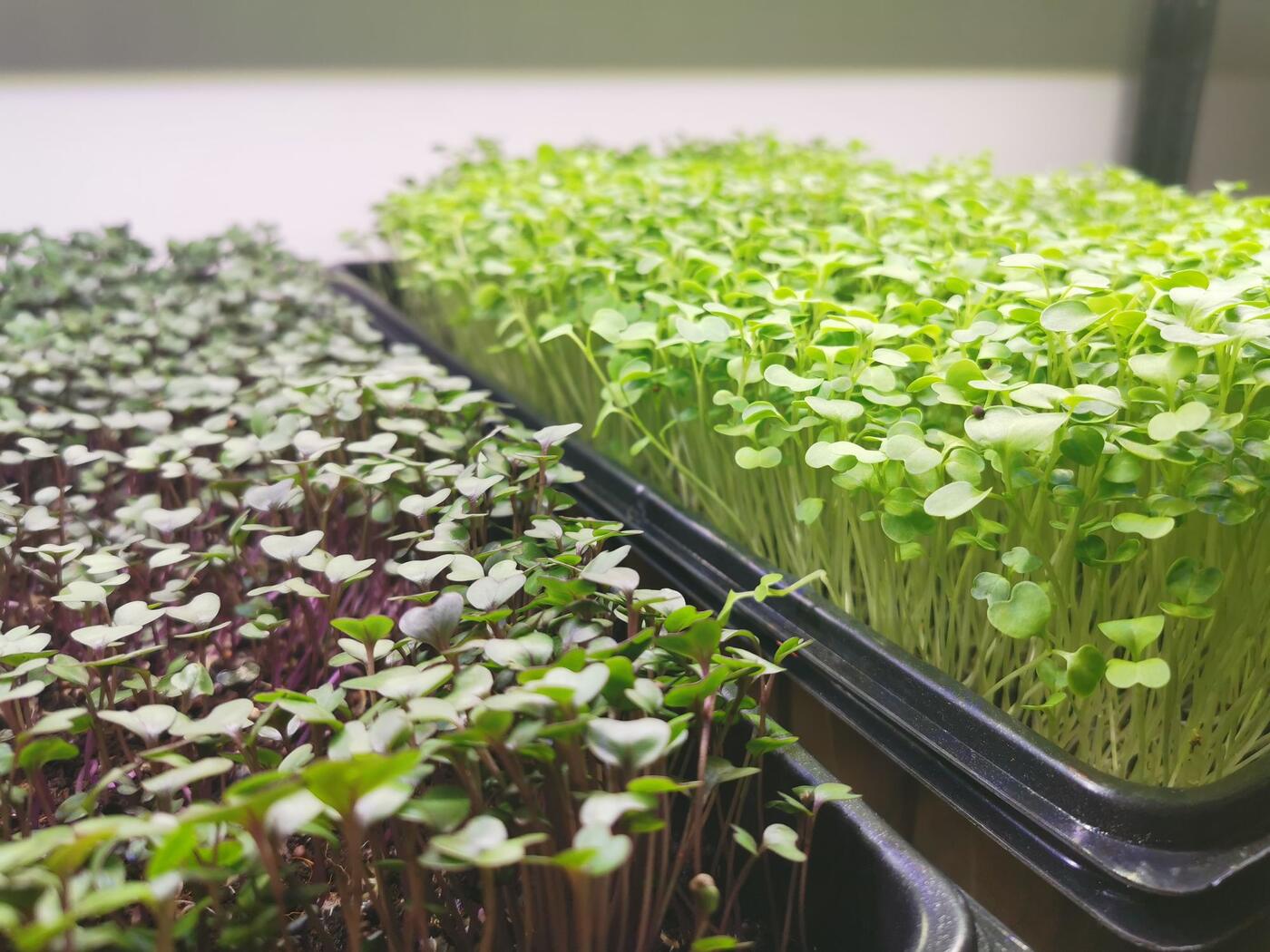 First-Timer Sampler microgreens