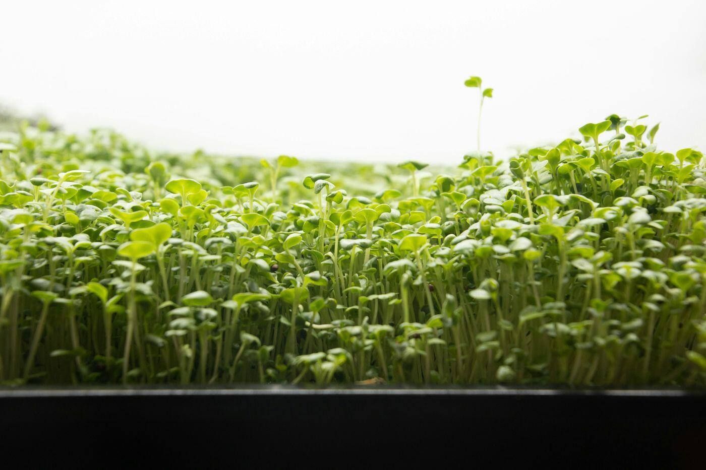 Sunflower microgreens